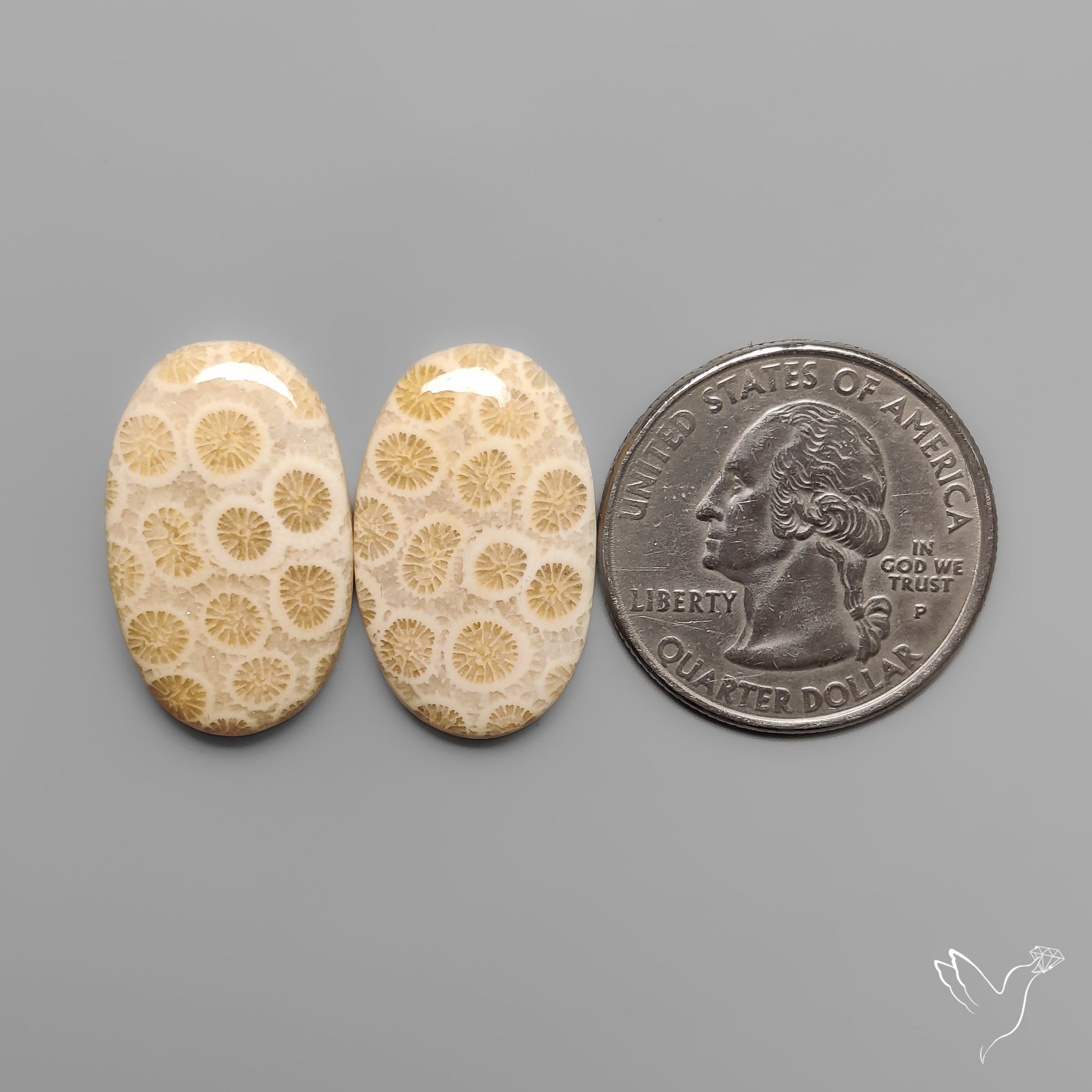 Fossil Corals Pair