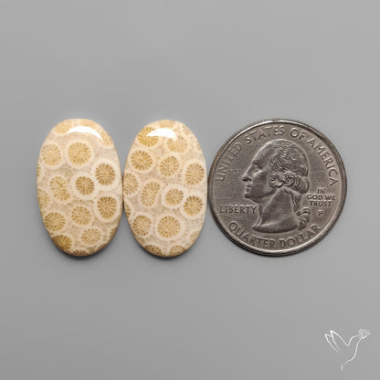 Fossil Corals Pair
