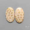Fossil Corals Pair