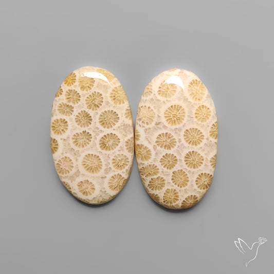 Fossil Corals Pair