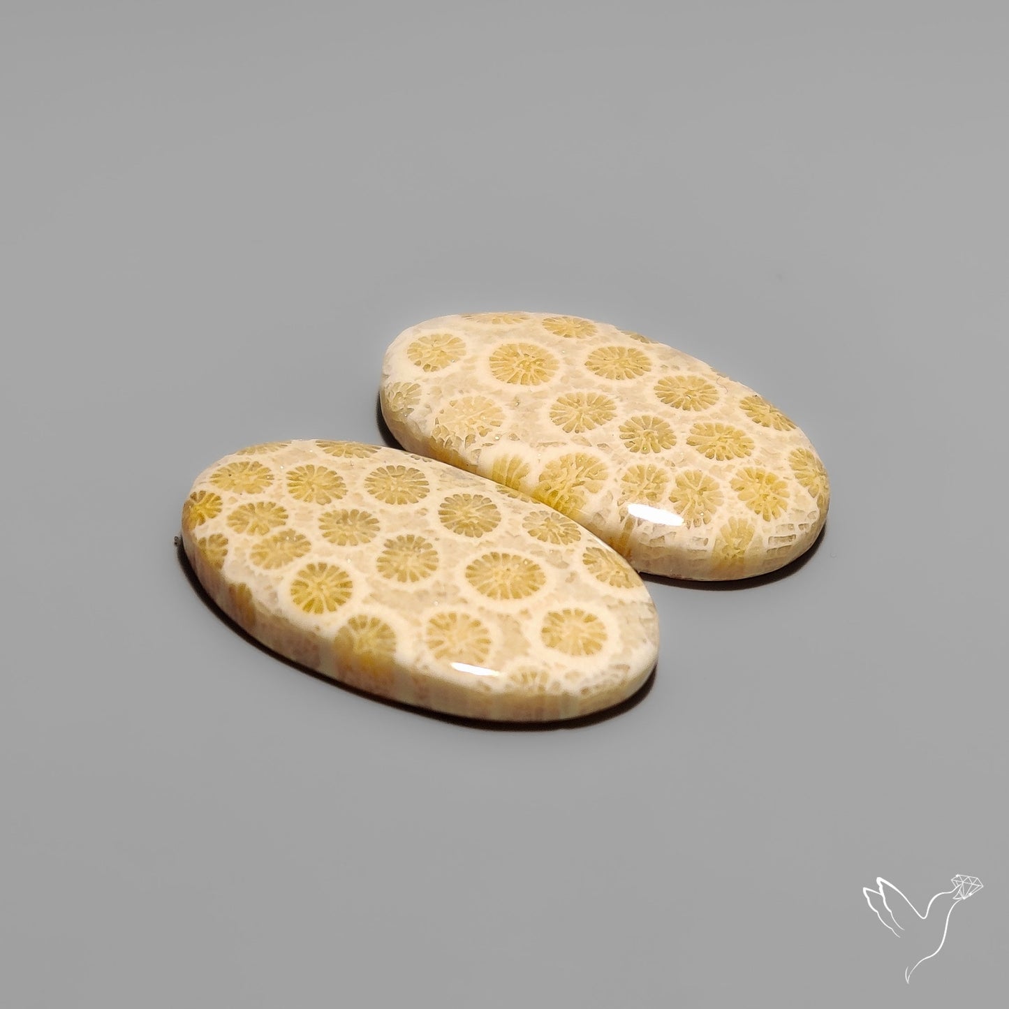 Fossil Corals Pair