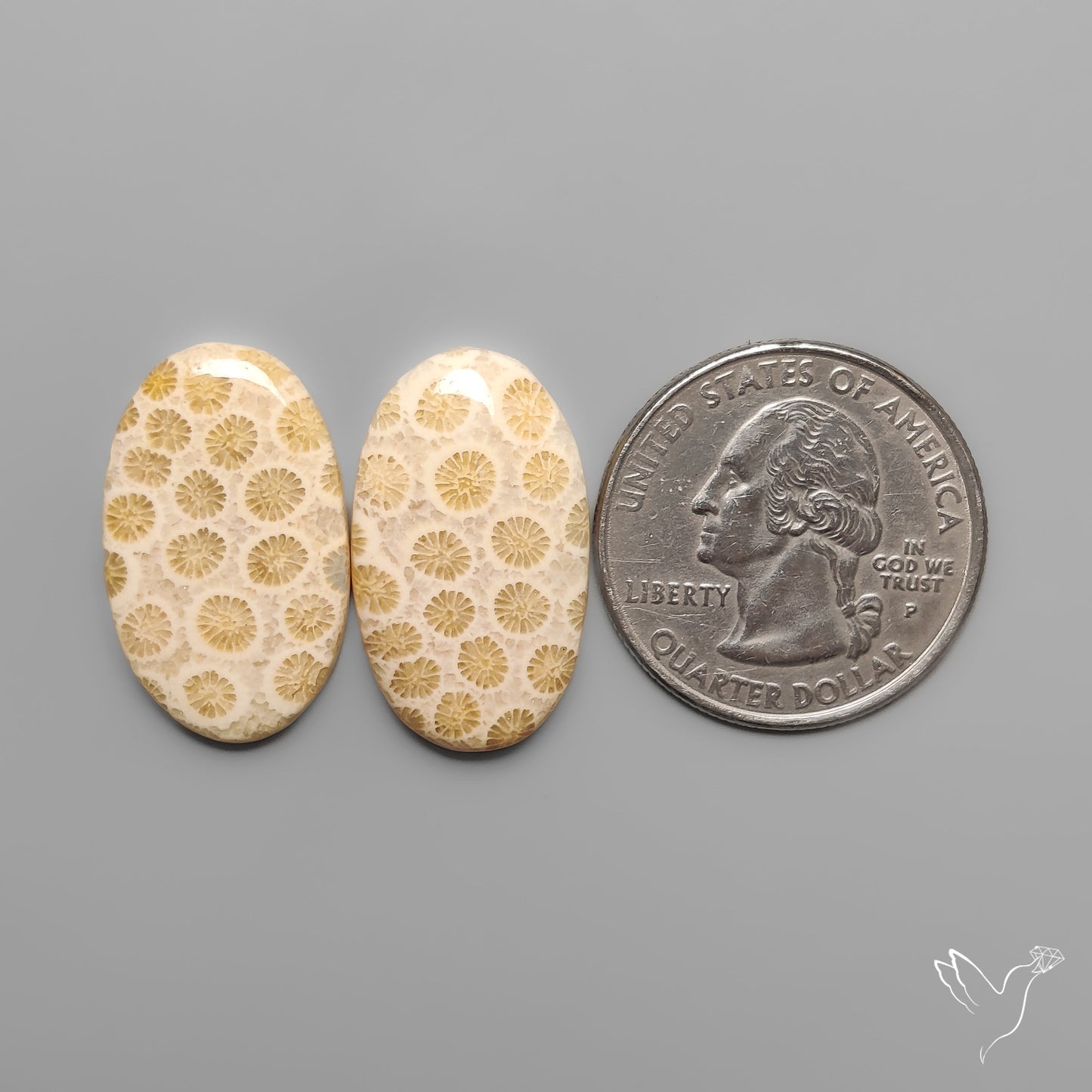 Fossil Corals Pair