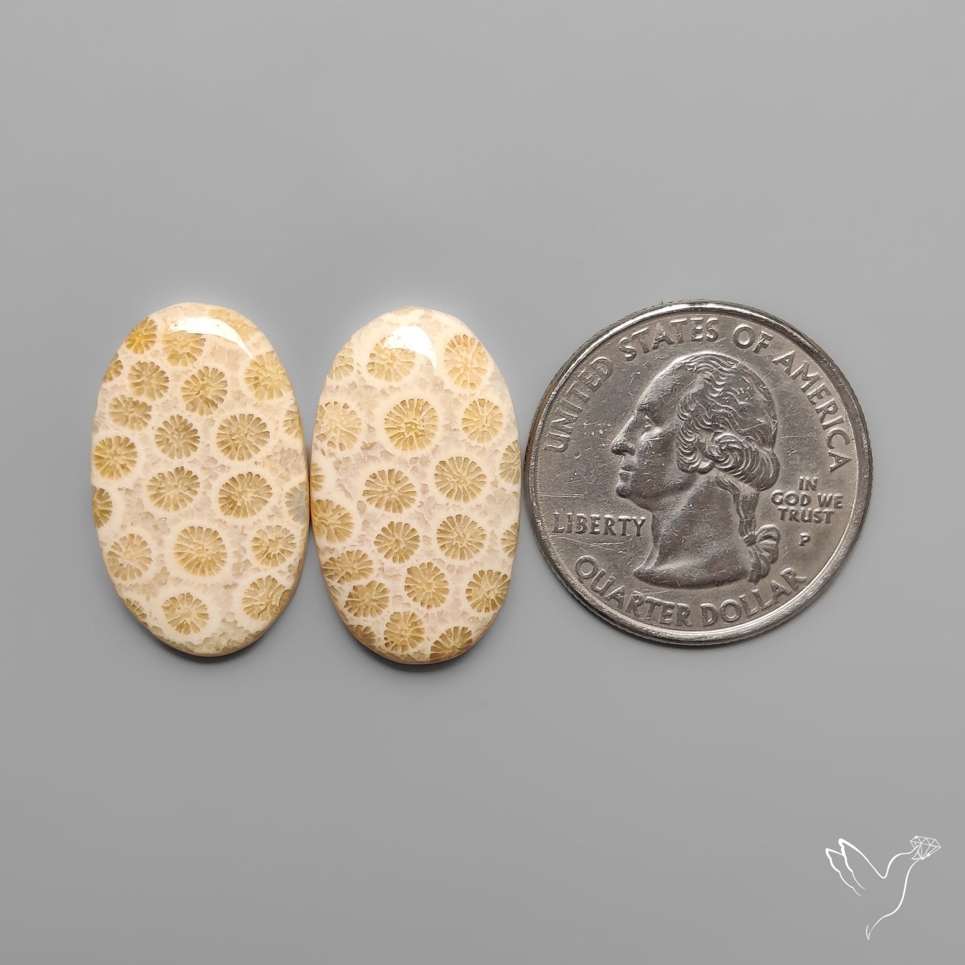 Fossil Corals Pair