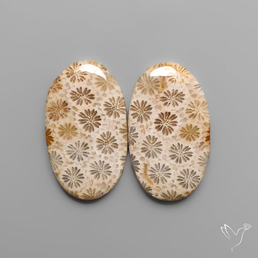 Fossil Corals Pair