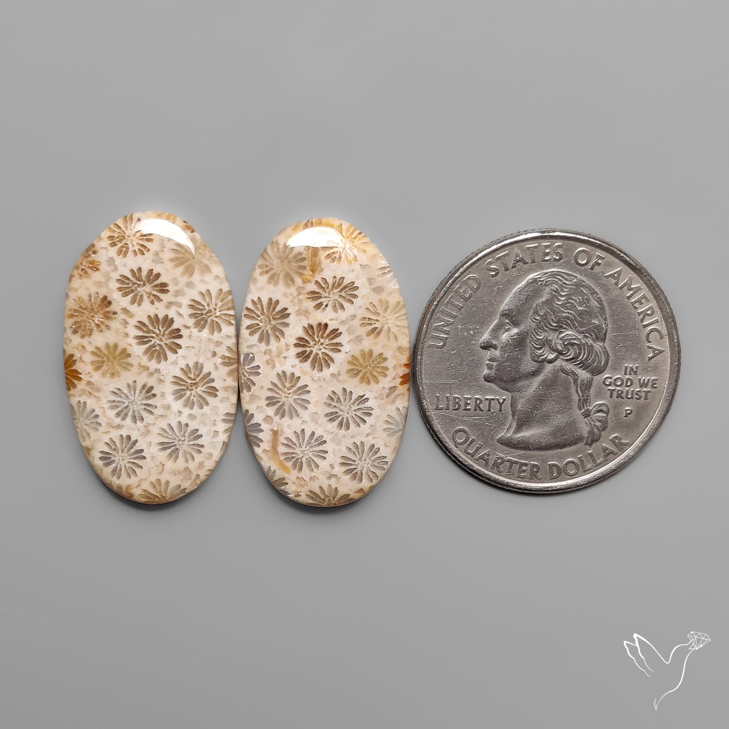 Fossil Corals Pair
