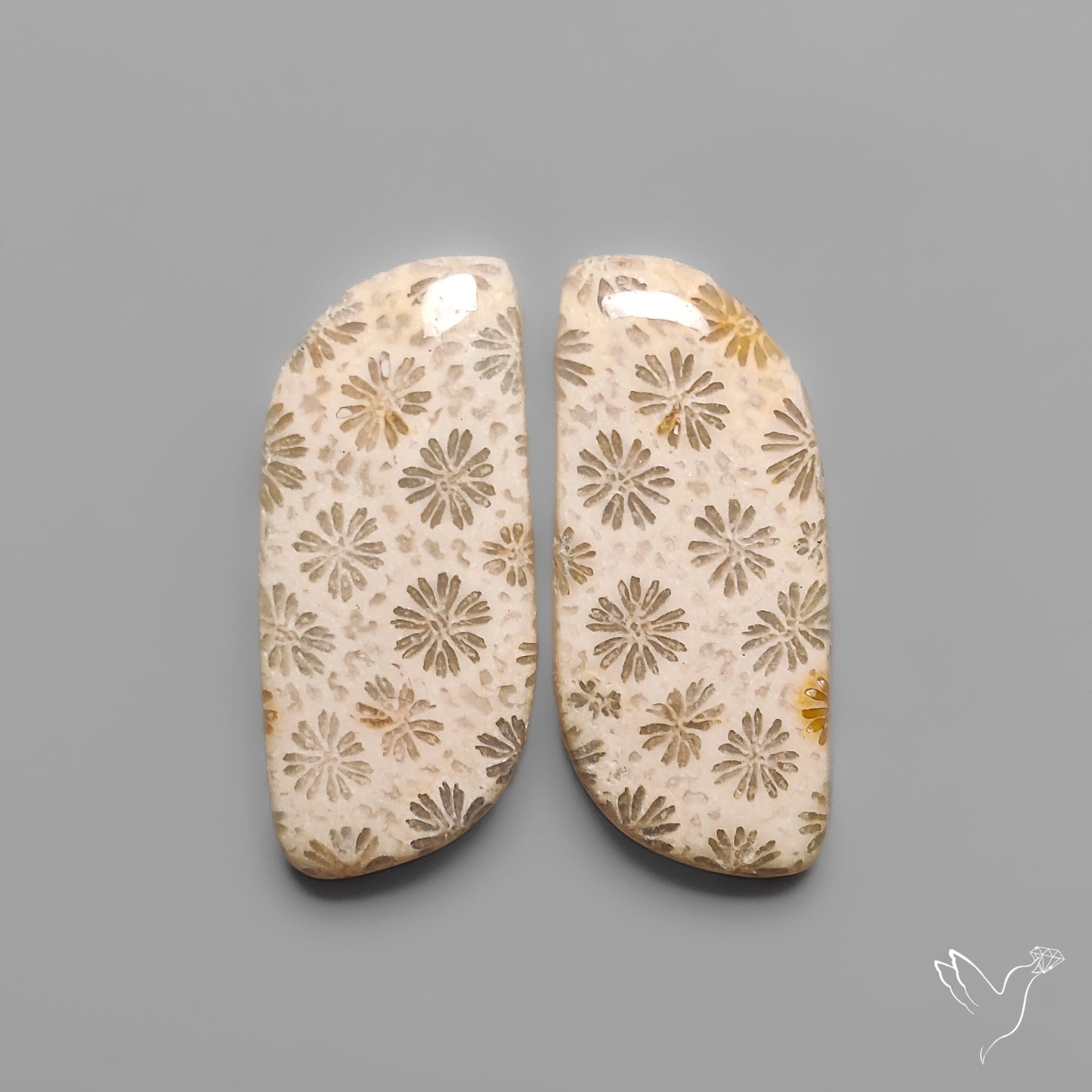 Fossil Corals Pair
