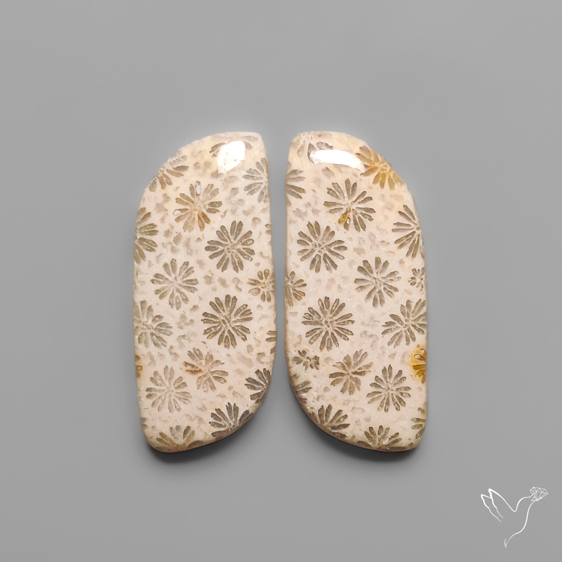 Fossil Corals Pair