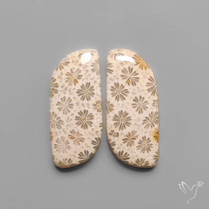 Fossil Corals Pair