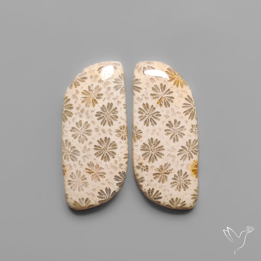 Fossil Corals Pair