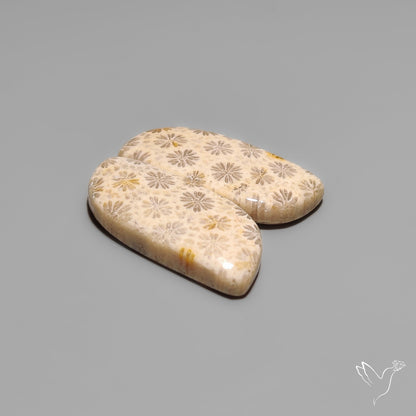 Fossil Corals Pair