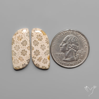 Fossil Corals Pair