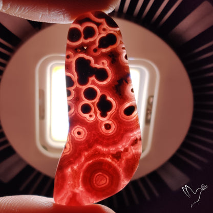 Rare Rhodochrosite Stalactite Multi Orbs