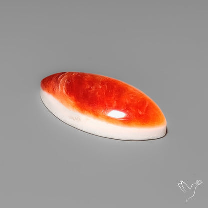 Spiny Oyster Shell Cabochon