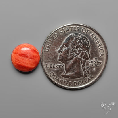 Spiny Oyster Shell Cabochon