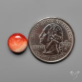Spiny Oyster Shell Cabochon