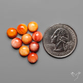 Spiny Oyster Shell Calibrated Cabochons