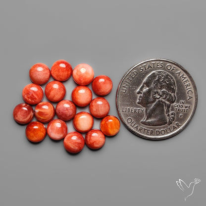 Spiny Oyster Shell Calibrated Cabochons