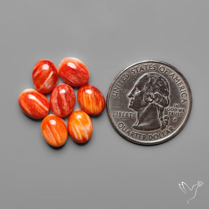 Spiny Oyster Shell Calibrated Cabochons