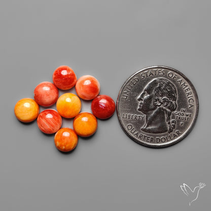 Spiny Oyster Shell Calibrated Cabochons