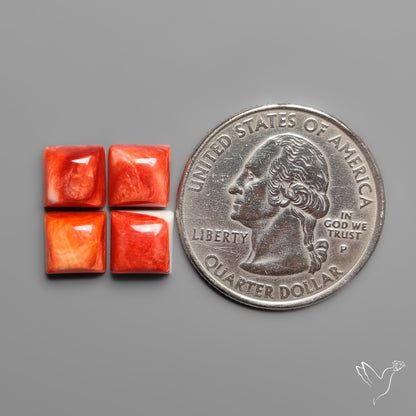 Spiny Oyster Shell Calibrated Cabochons