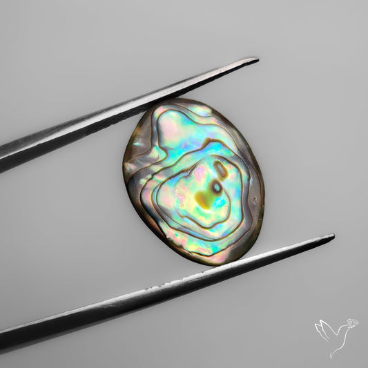 Abalone Shell