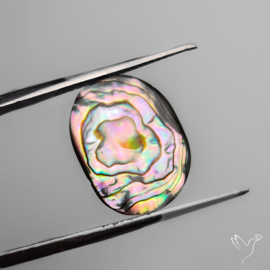 Abalone Shell