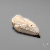 Snail Shell Druzy