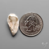 Snail Shell Druzy