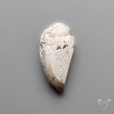 Snail Shell Druzy