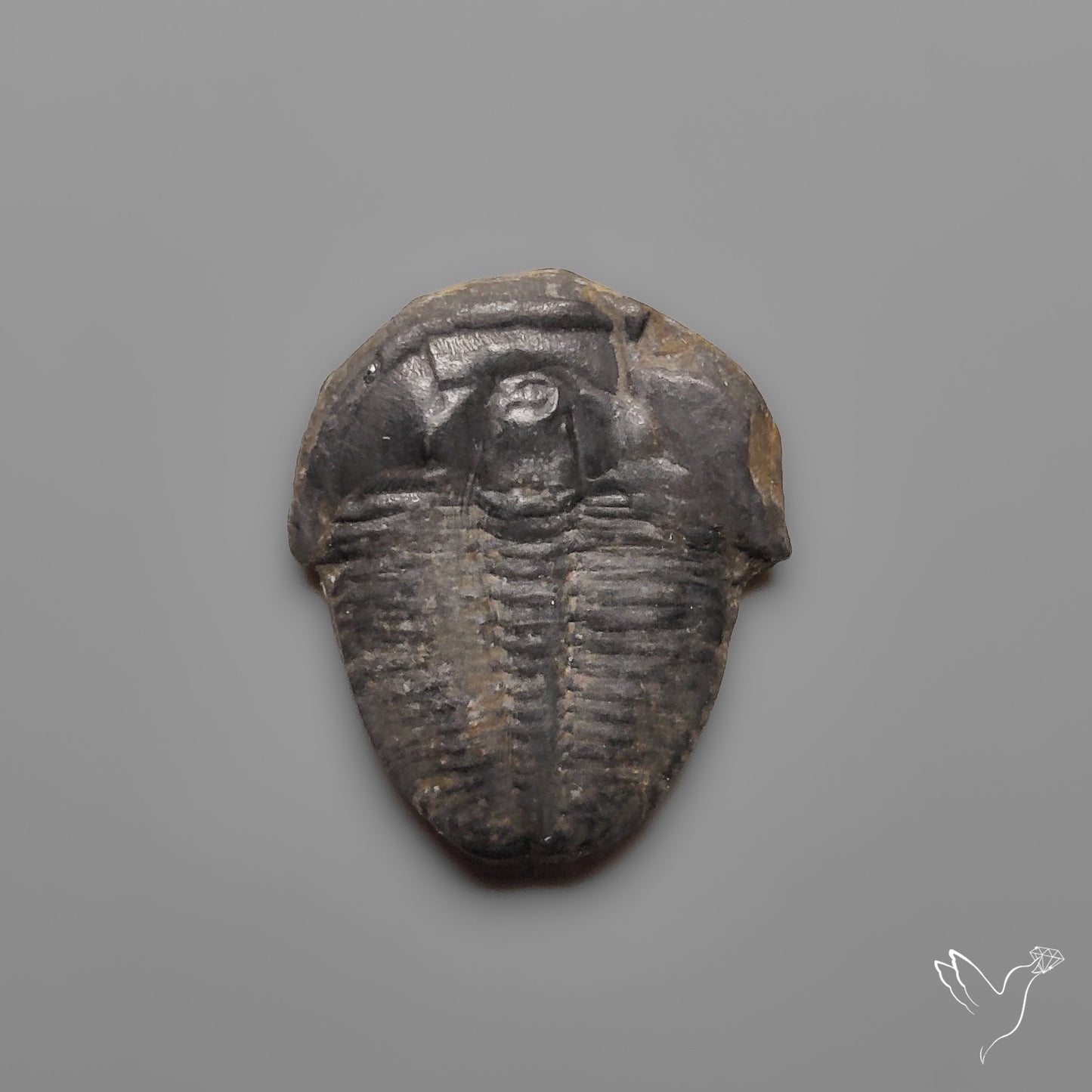 Trilobite Fossil