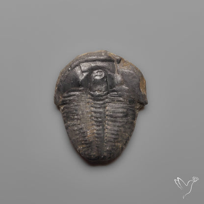 Trilobite Fossil