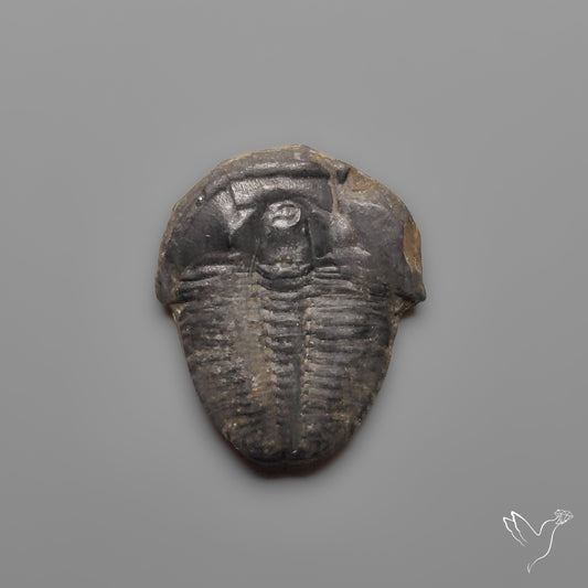 Trilobite Fossil