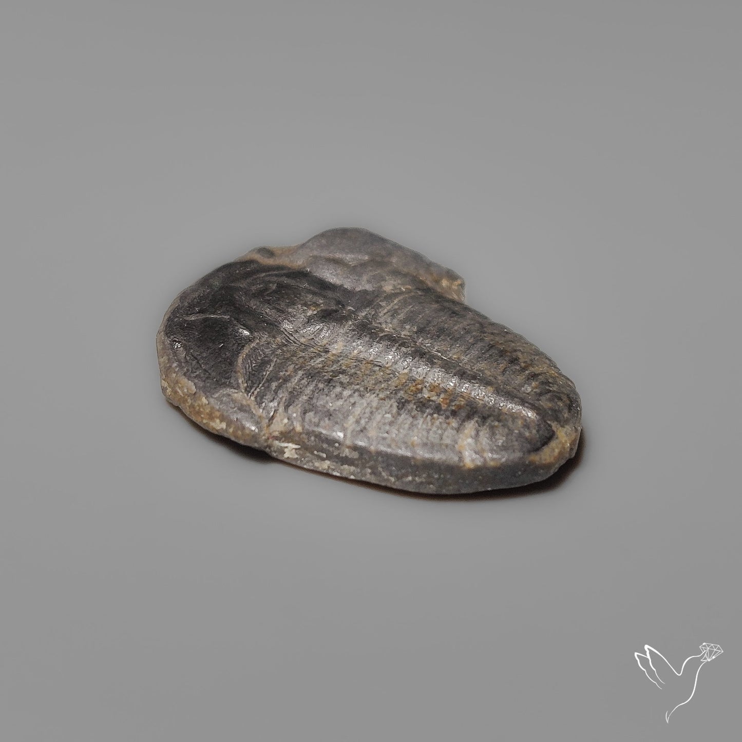 Trilobite Fossil