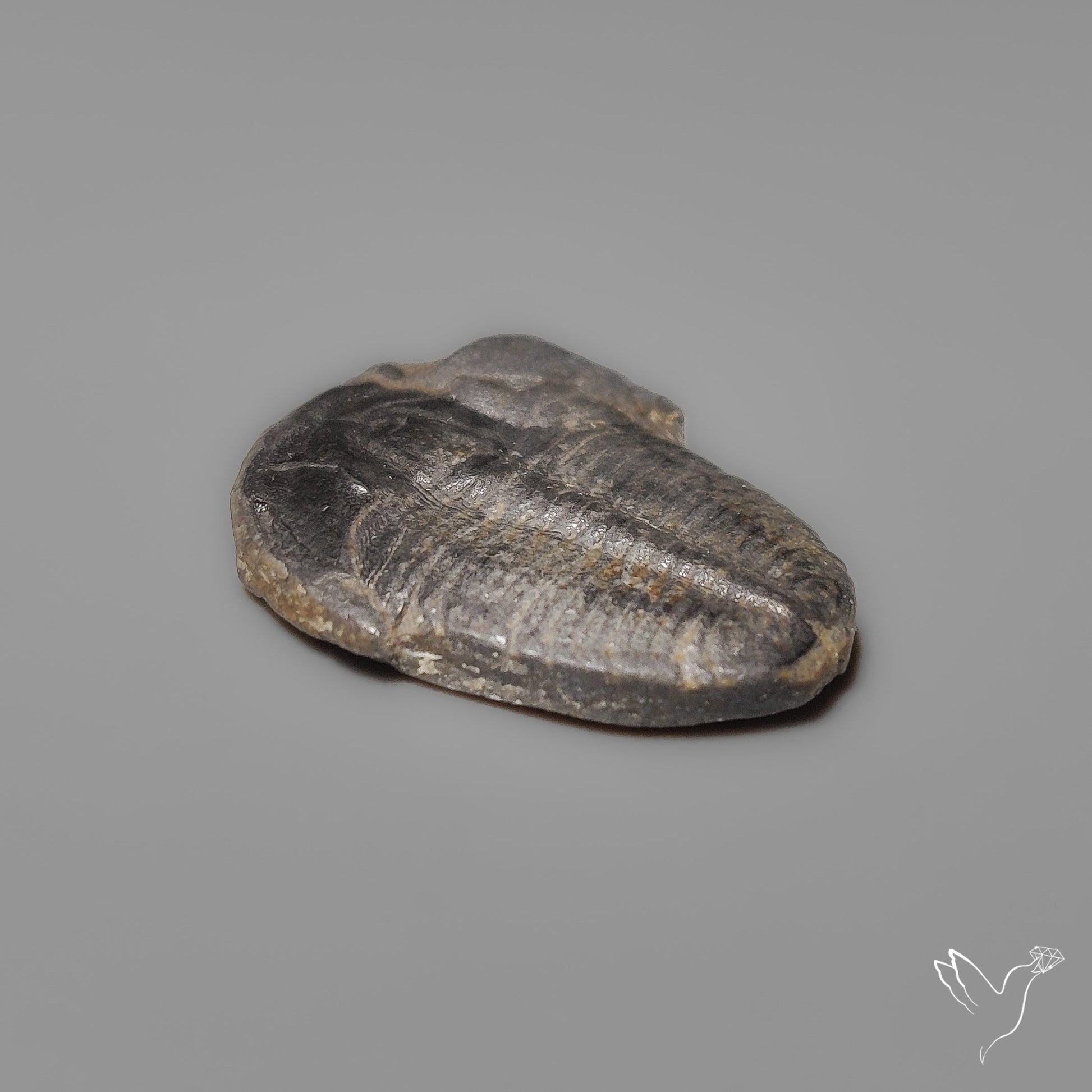 Trilobite Fossil