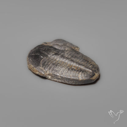 Trilobite Fossil