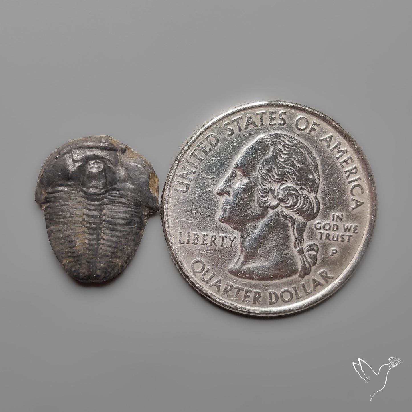 Trilobite Fossil