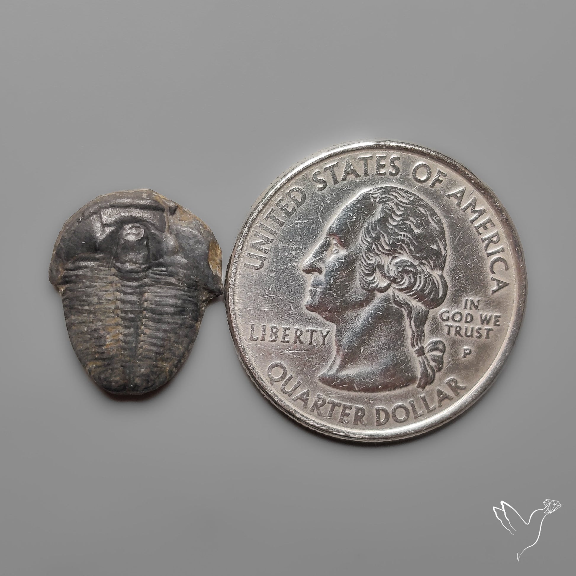 Trilobite Fossil