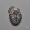 Trilobite Fossil