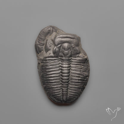 Trilobite Fossil