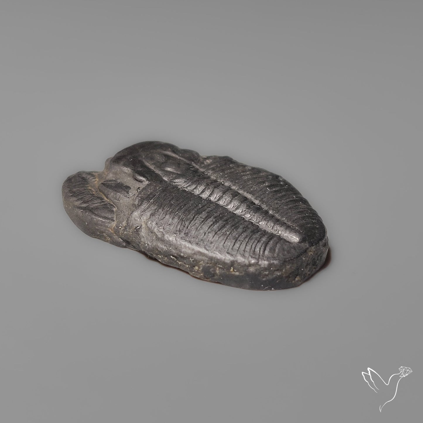Trilobite Fossil