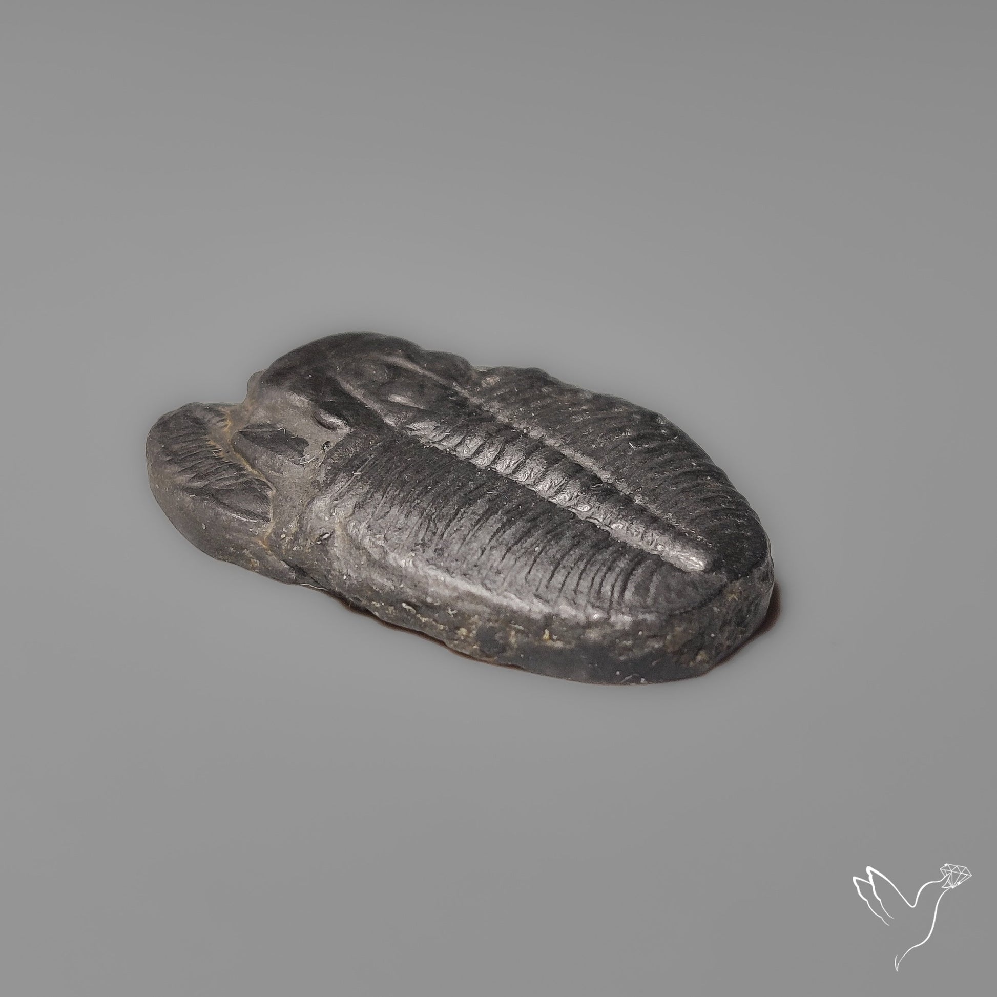 Trilobite Fossil