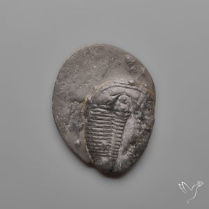 Trilobite Fossil