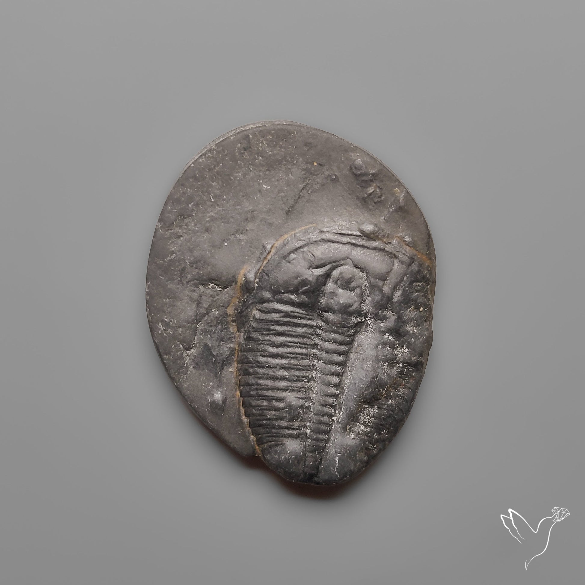 Trilobite Fossil