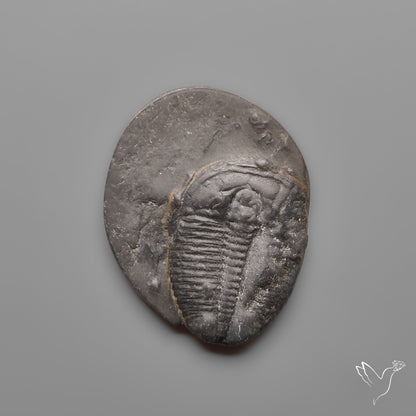 Trilobite Fossil