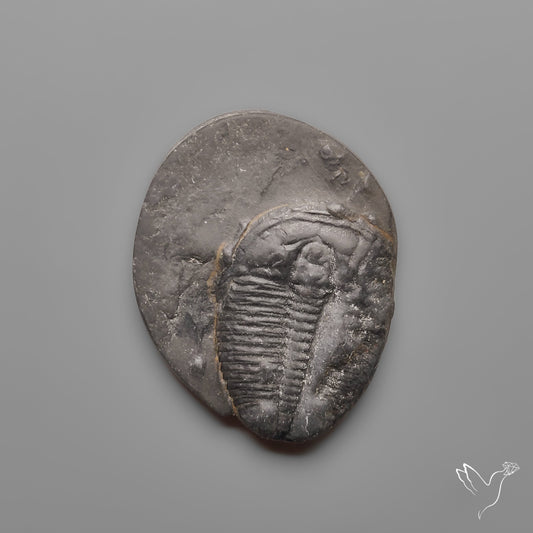 Trilobite Fossil