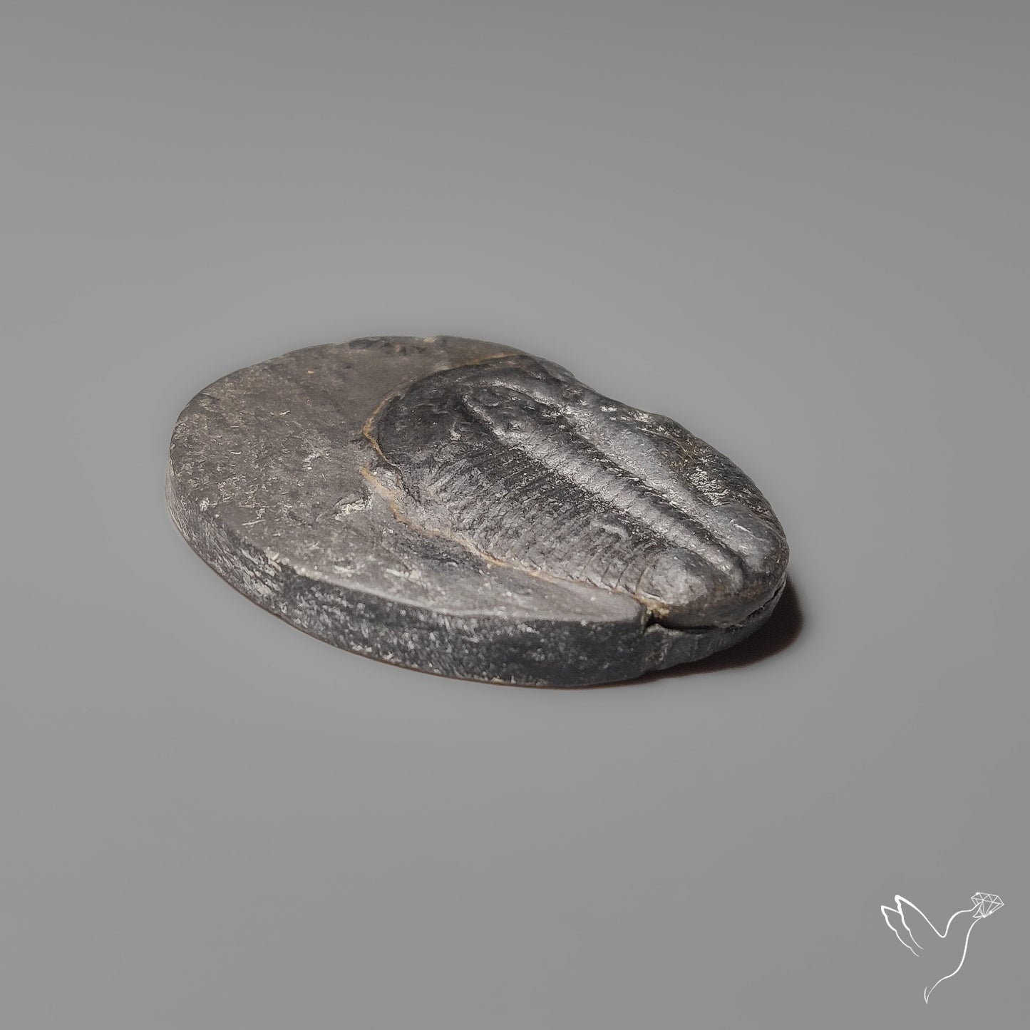Trilobite Fossil