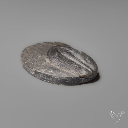 Trilobite Fossil