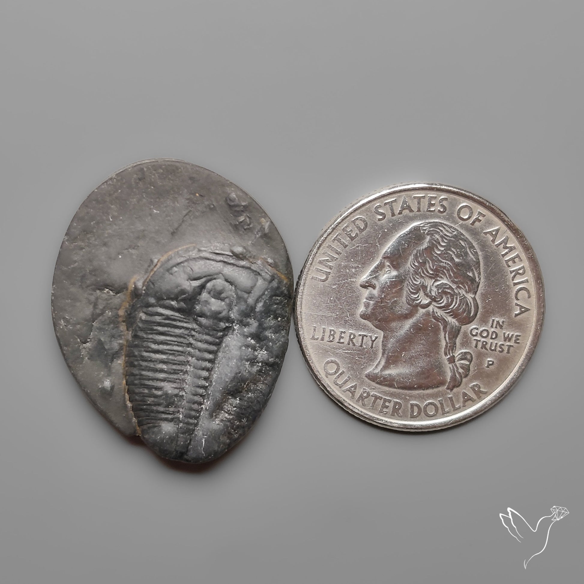 Trilobite Fossil