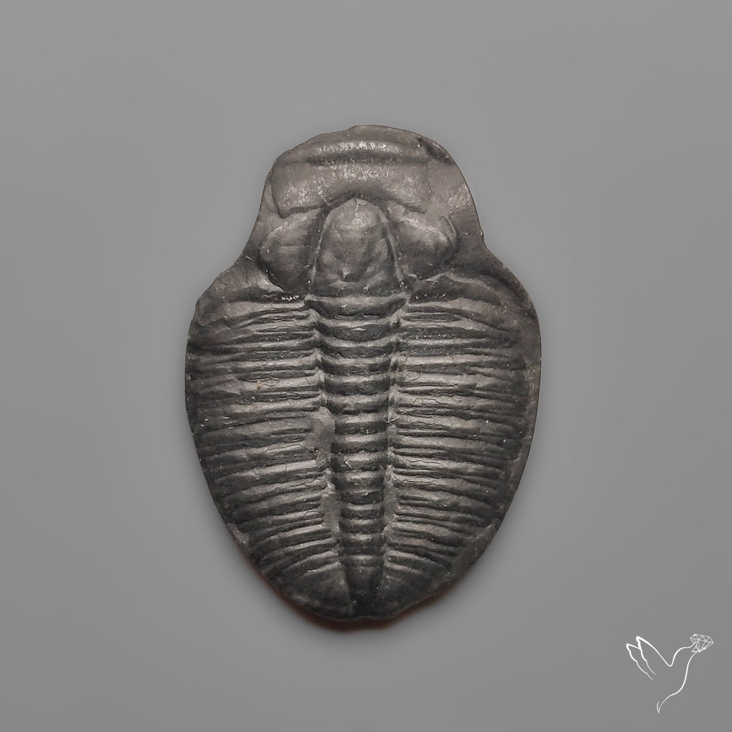 Trilobite Fossil