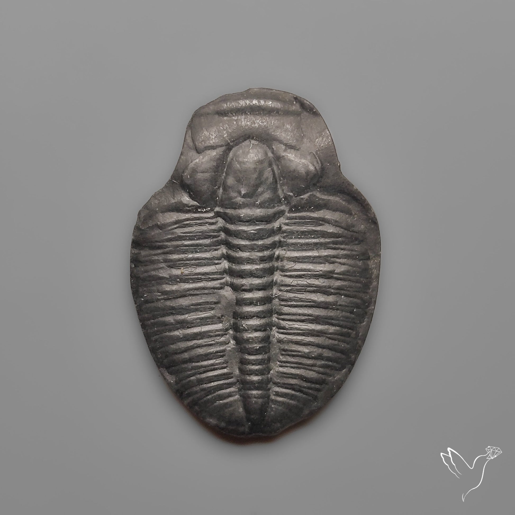 Trilobite Fossil
